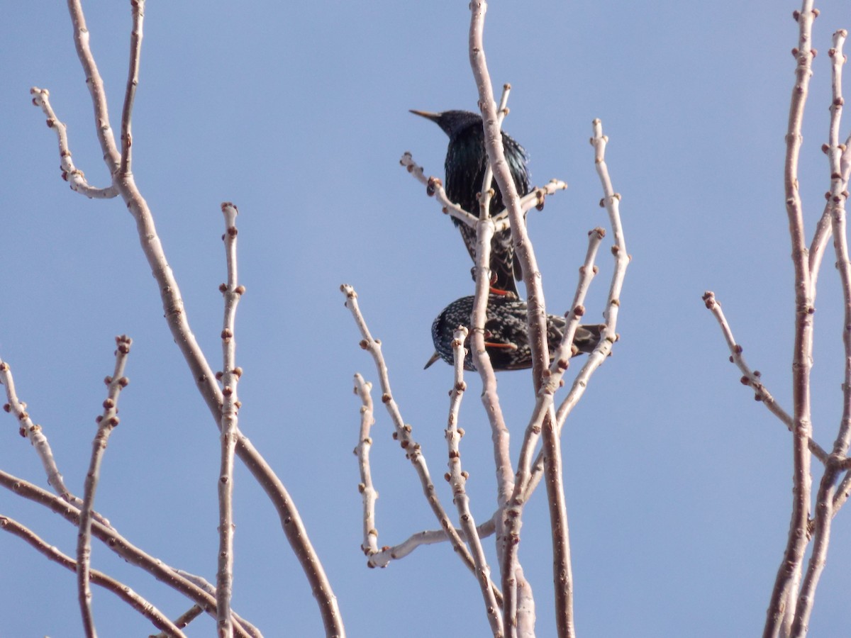 European Starling - ML646645914