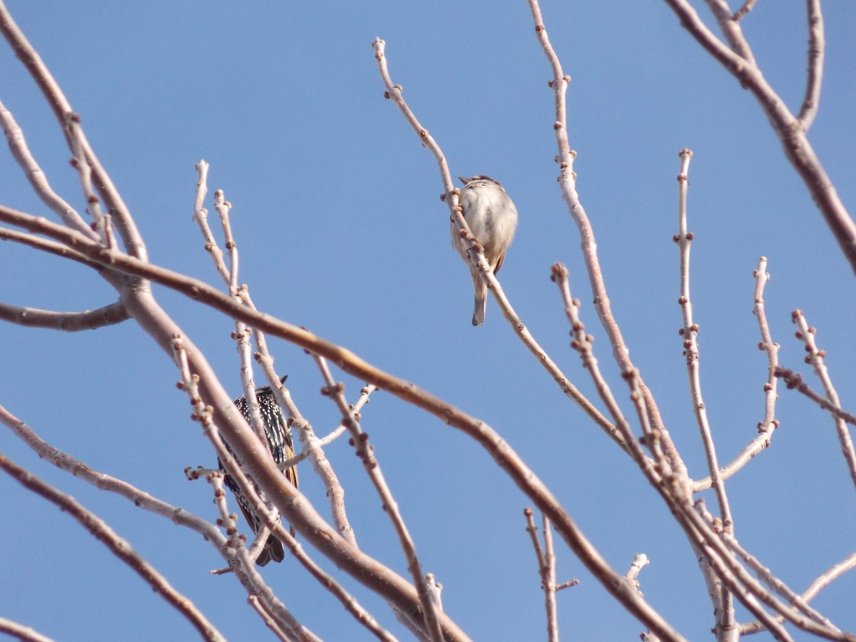 House Sparrow - ML646645915