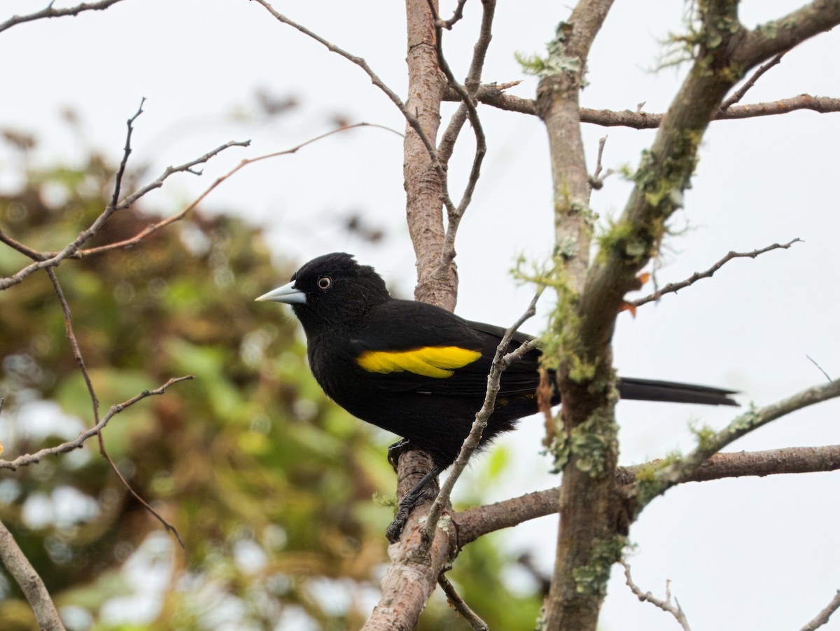 Golden-winged Cacique - ML646645916