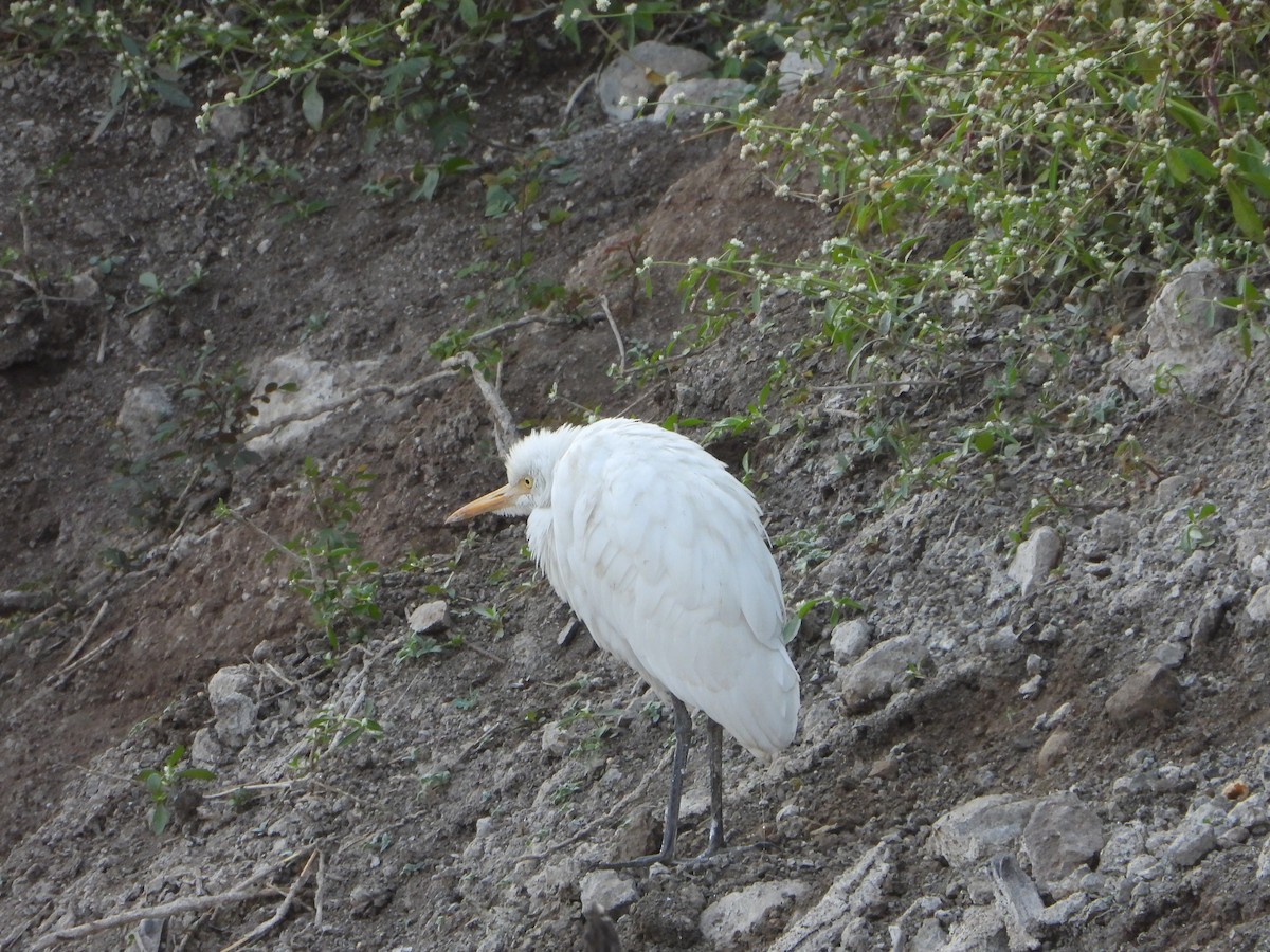 Восточная египетская цапля - ML646645917