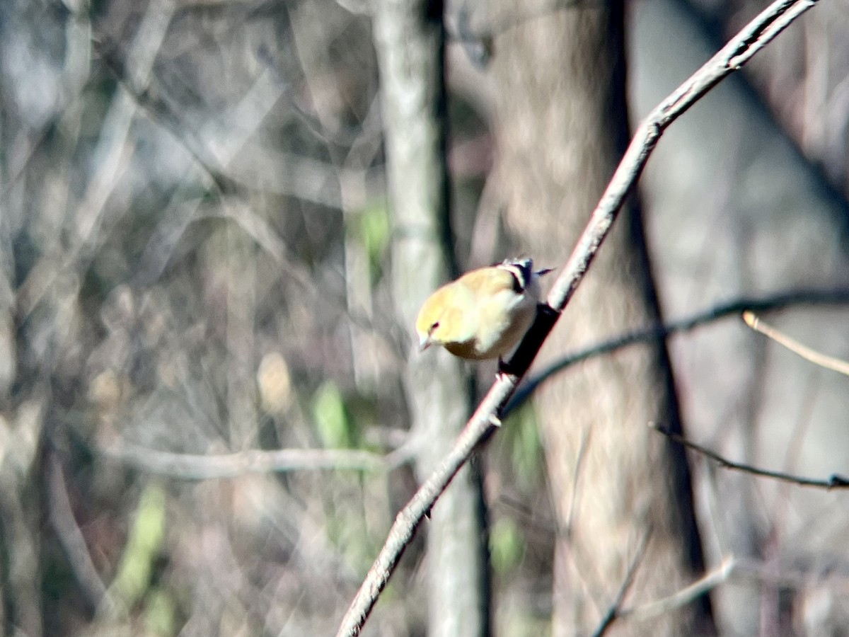 Jilguero Yanqui - ML646645919