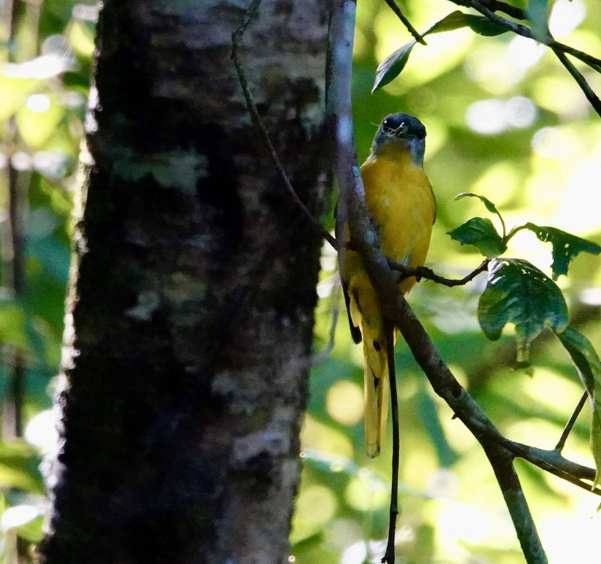 Gray-chinned Minivet (Gray-chinned) - ML646645920