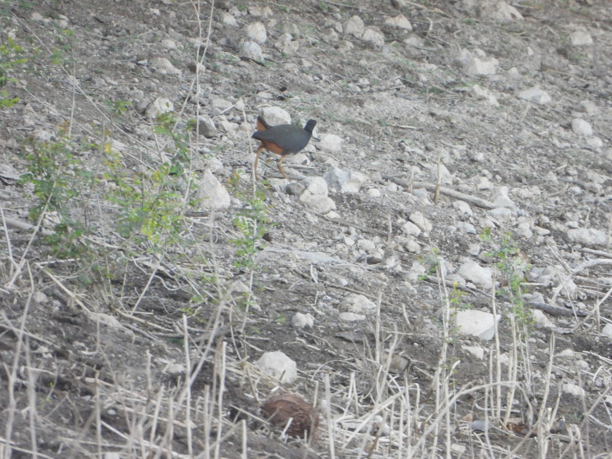 Белогрудый погоныш - ML646645921