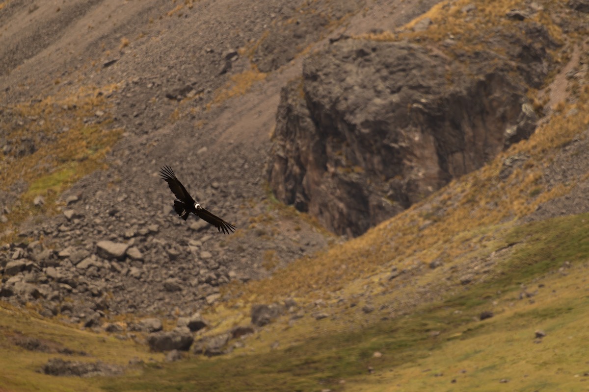 Andean Condor - ML646645923