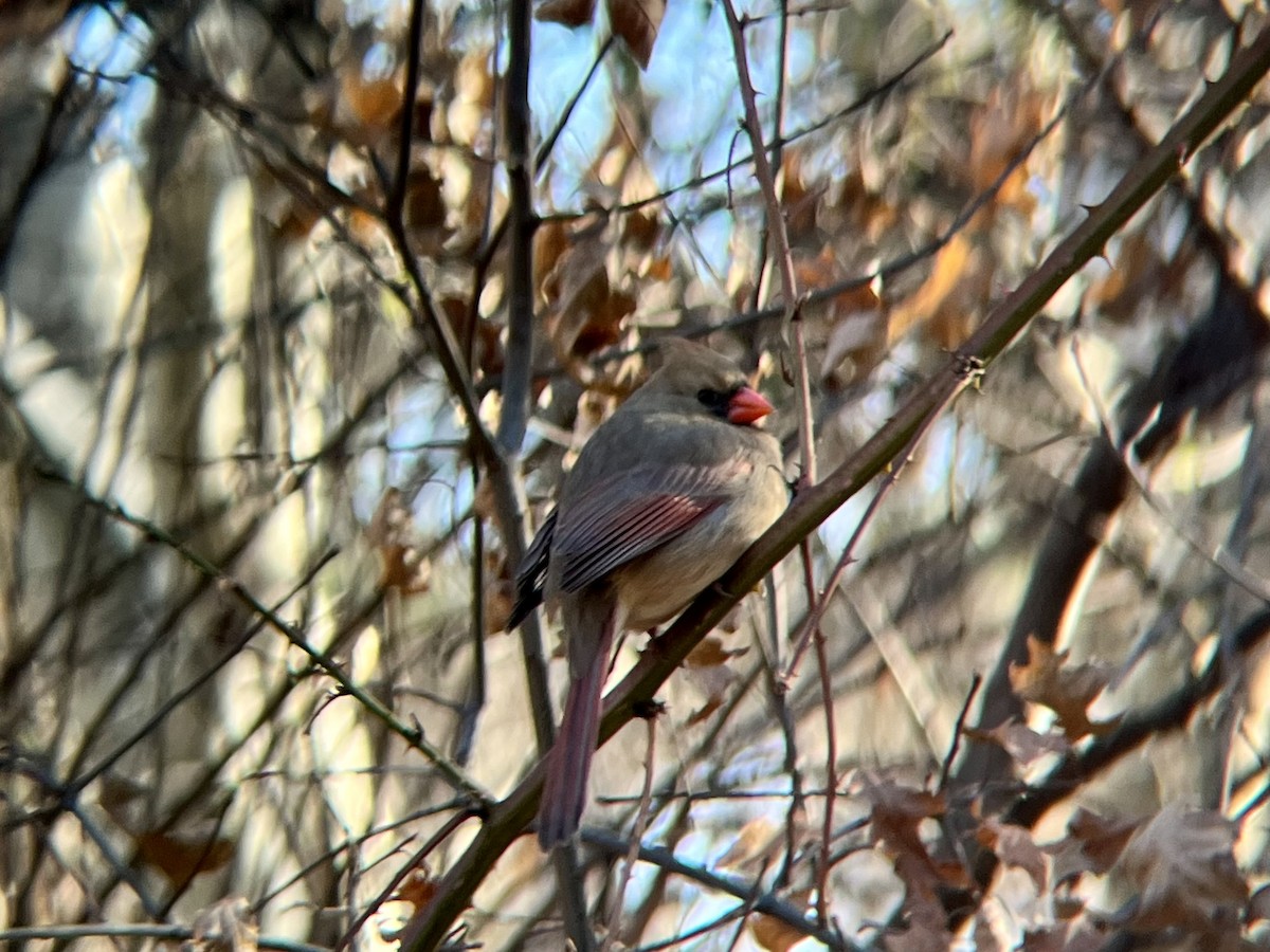Cardenal Norteño - ML646645924