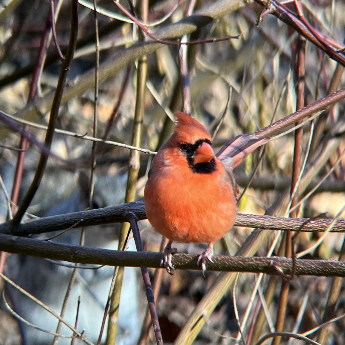 Cardenal Norteño - ML646645925