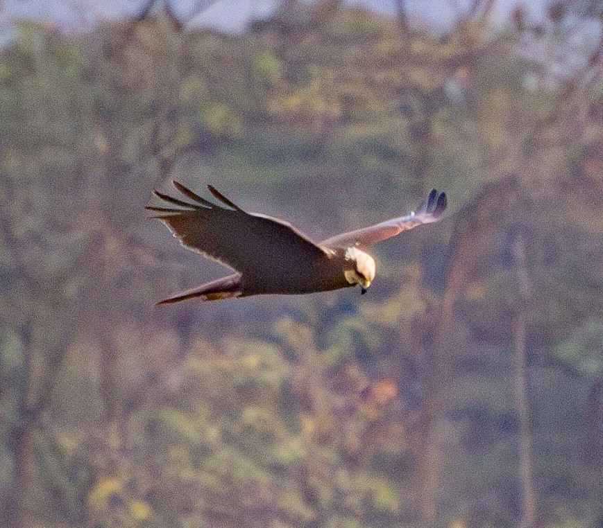 Western Marsh Harrier - ML646645927