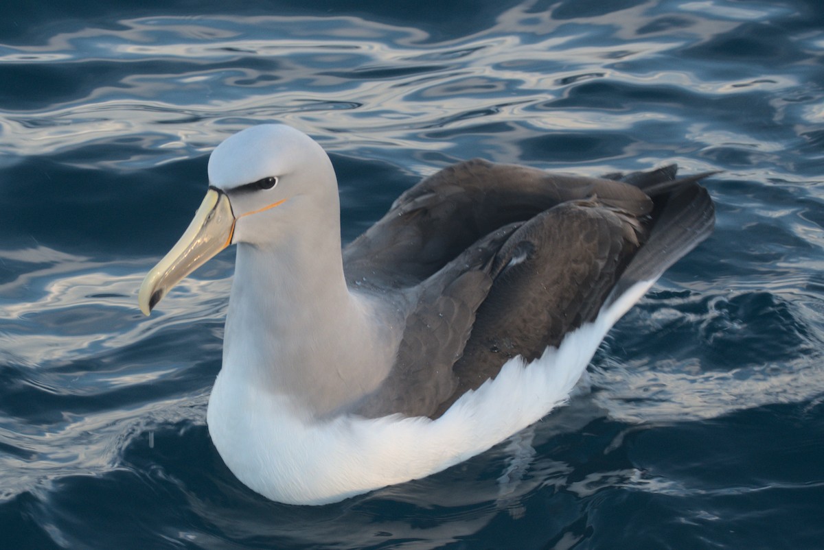 albatros snarský - ML646645928