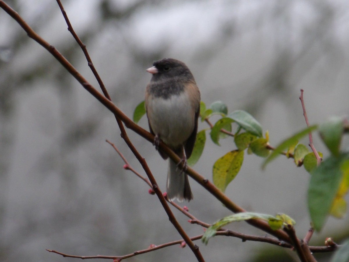Dark-eyed Junco (Oregon) - ML646645929