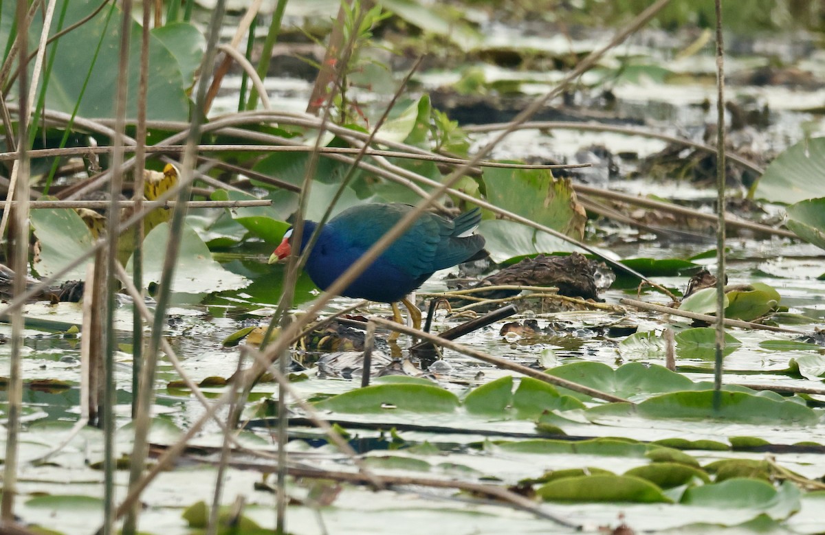 アメリカムラサキバン - ML646645931