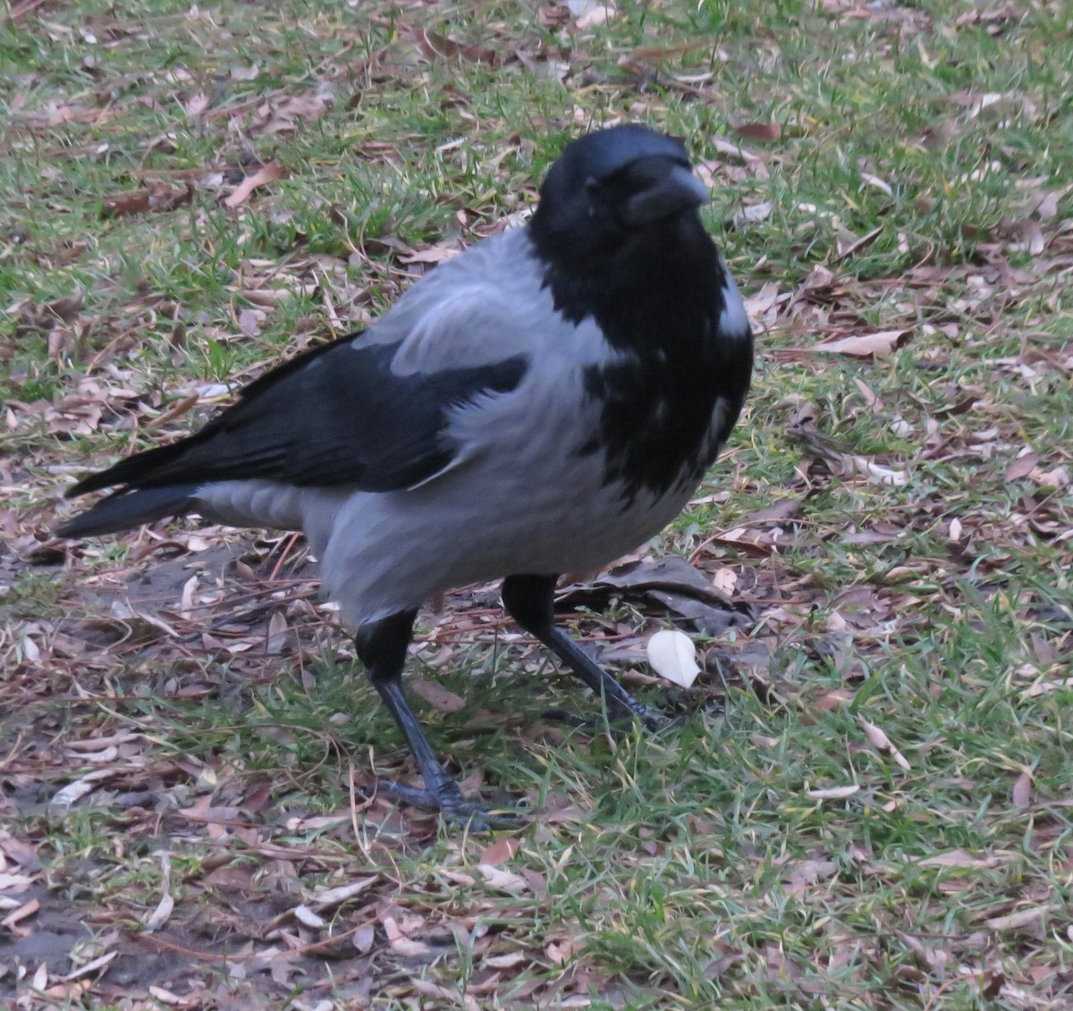 Hooded Crow - ML646645932