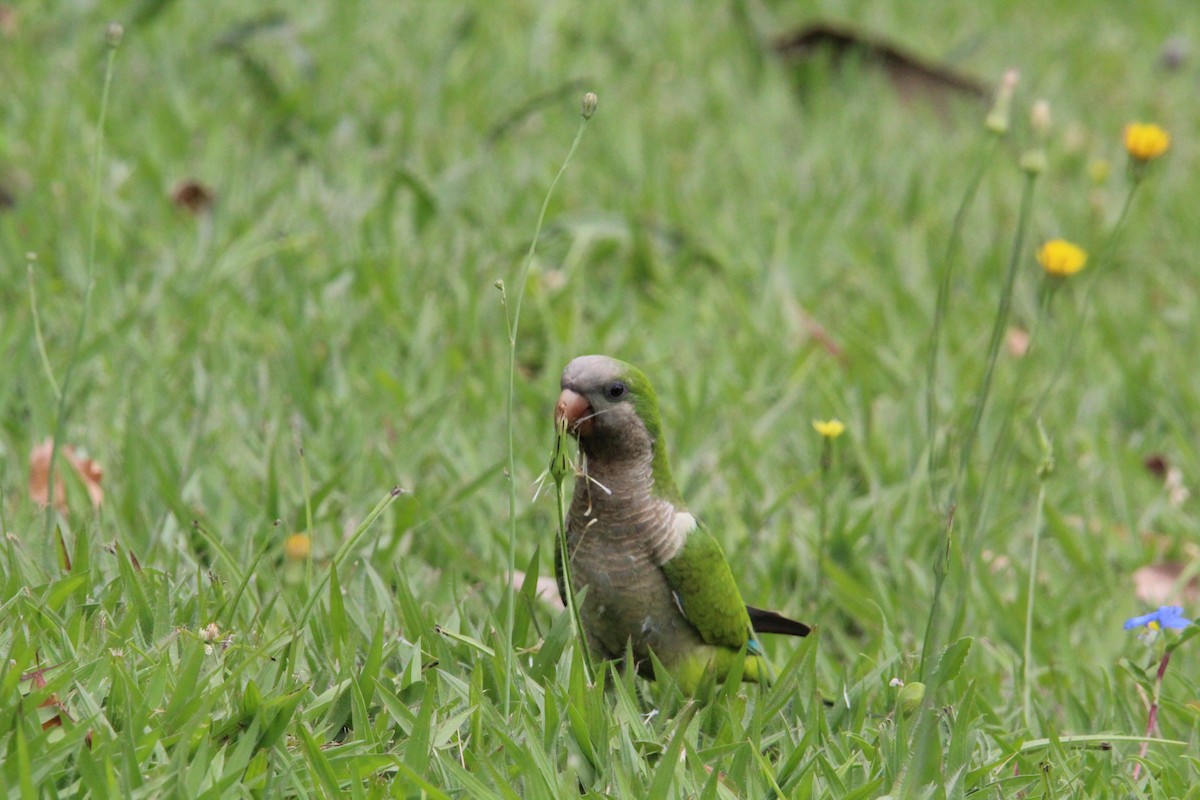 Papagai bulargrisa - ML646645934