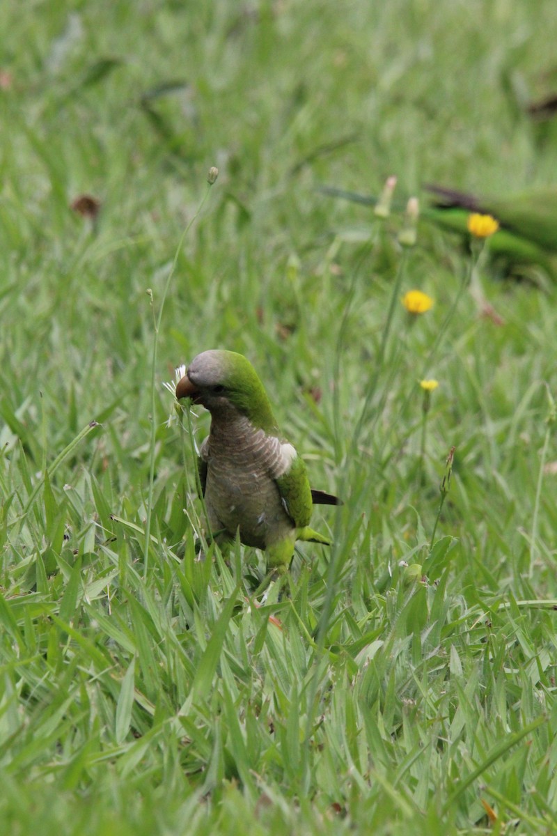 Papagai bulargrisa - ML646645935