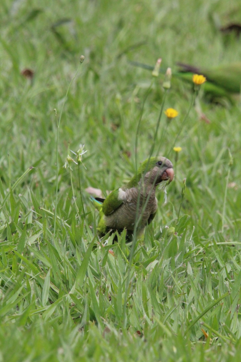 Papagai bulargrisa - ML646645936