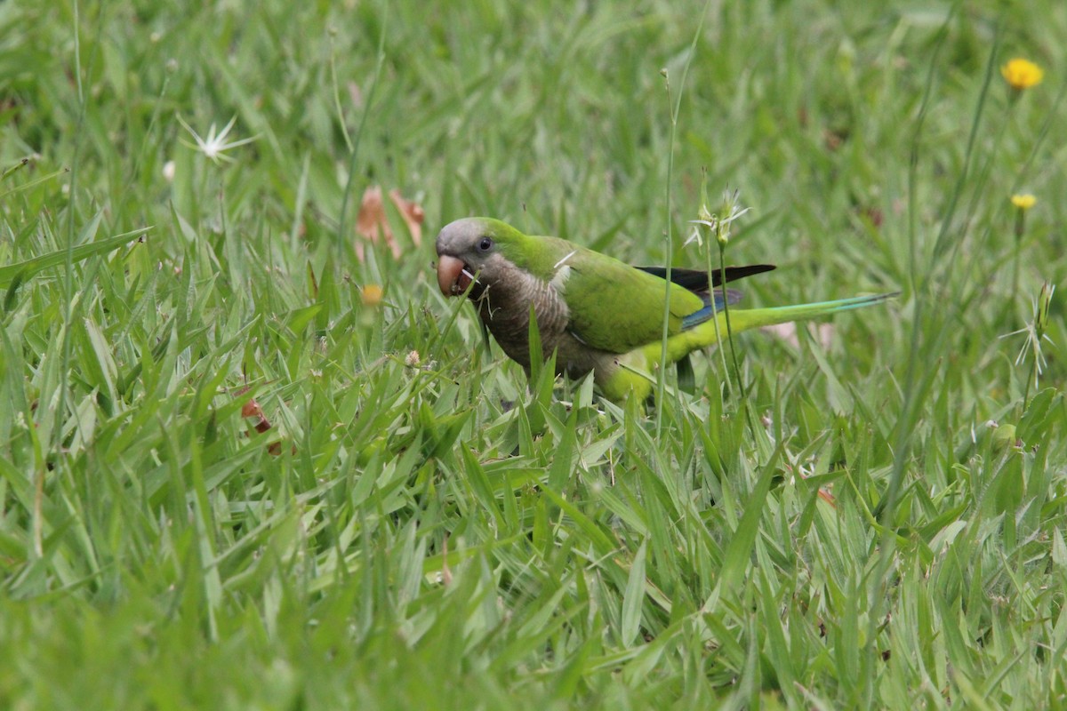 Papagai bulargrisa - ML646645937