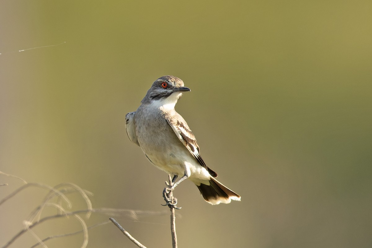 Gray Monjita - ML646645949