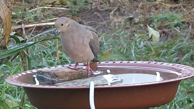 Zenaida arrunta - ML646645952