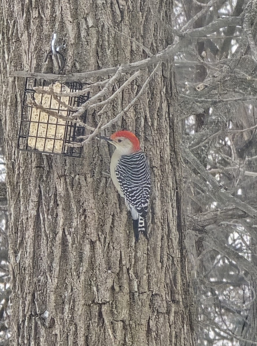 Red-bellied Woodpecker - ML646645953