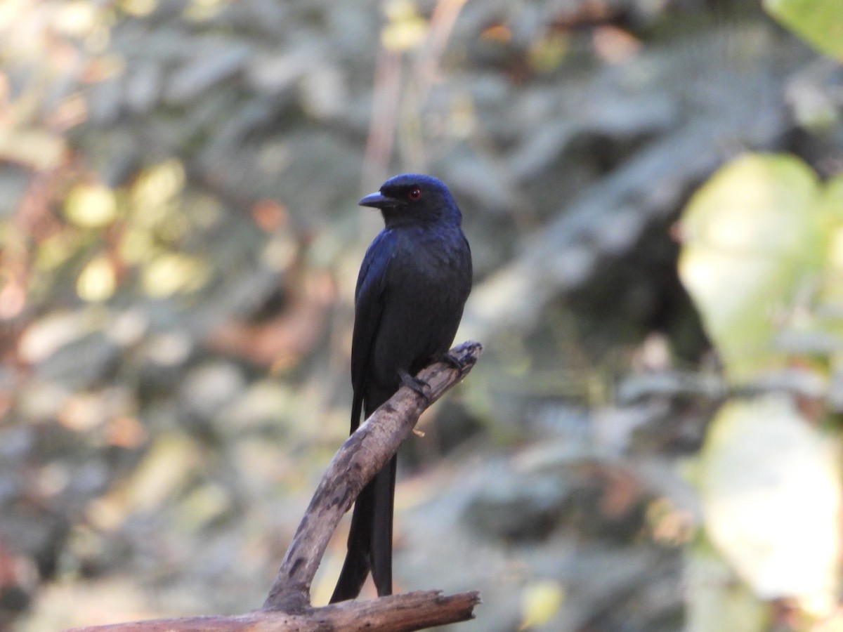 Пепельный дронго - ML646645954