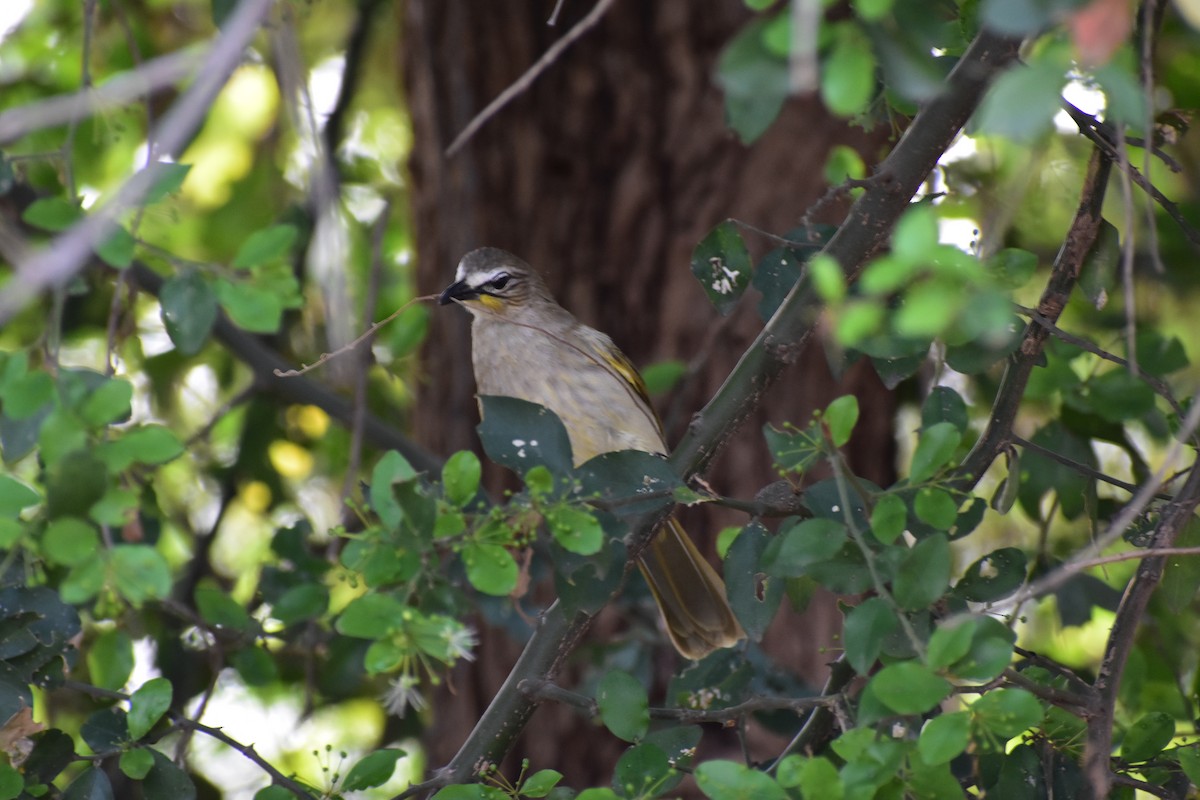 Bulbul à sourcils blancs - ML646645955