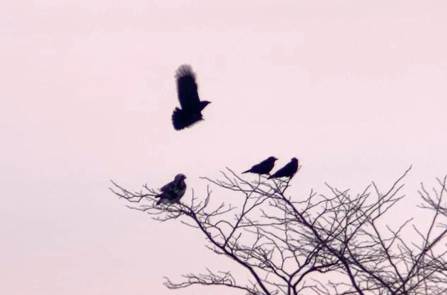 Poiana calzata - ML646645956