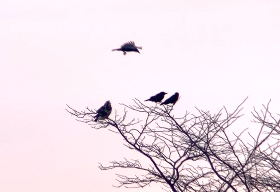 Poiana calzata - ML646645957