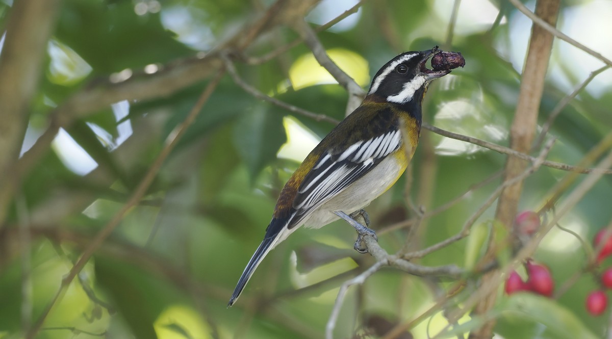 Western Spindalis (Cozumel I.) - ML646645959