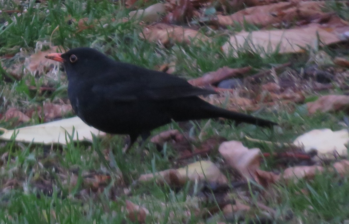 Eurasian Blackbird - ML646645960