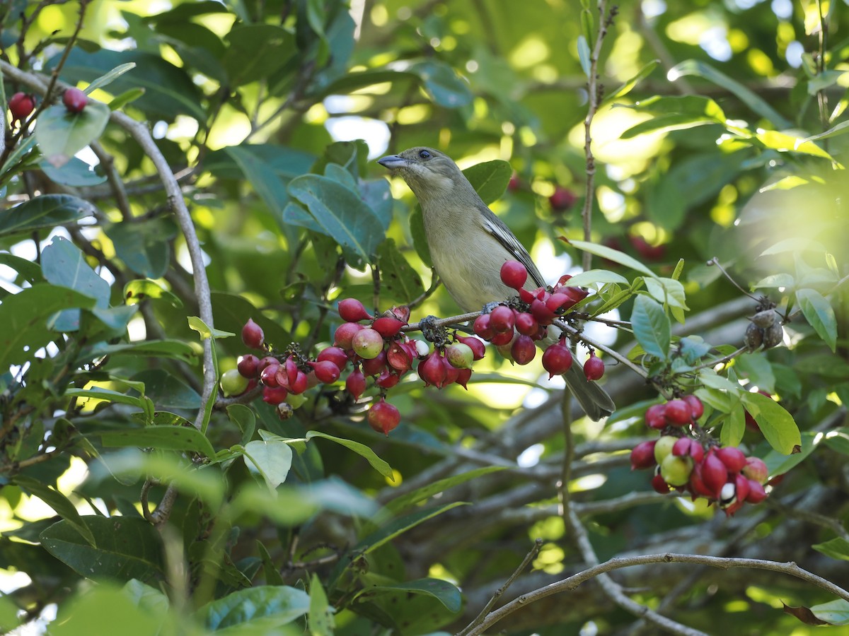 Western Spindalis (Cozumel I.) - ML646645961