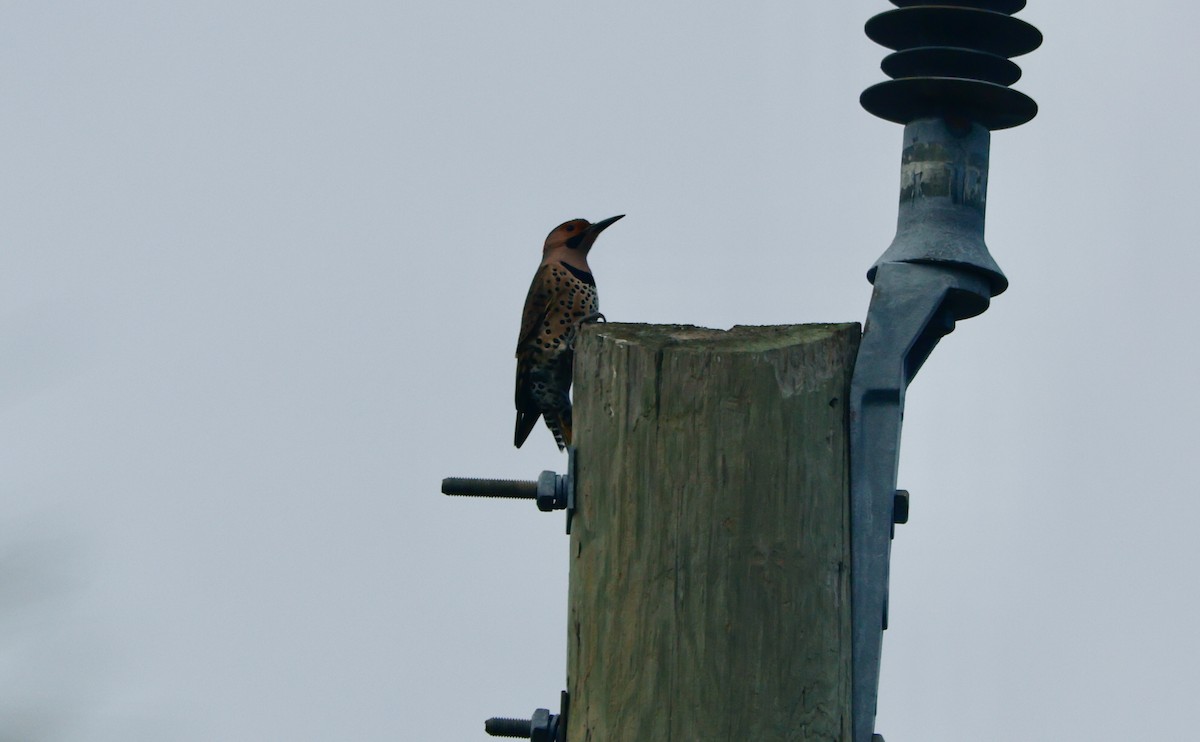 ハシボソキツツキ - ML646645962