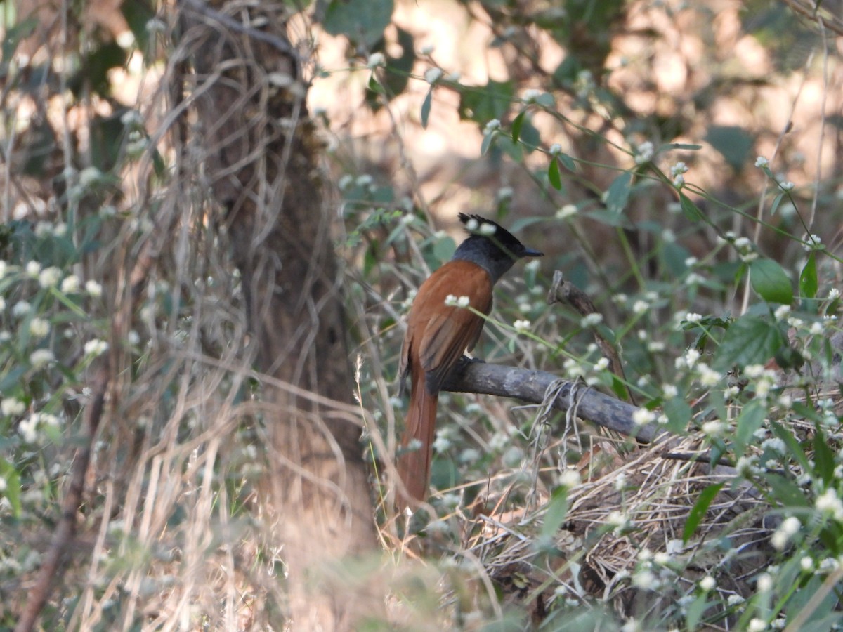 Райская мухоловка - ML646645964