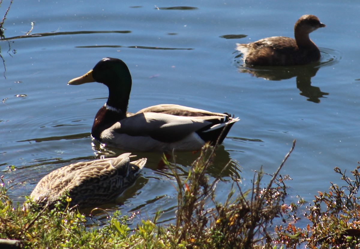 Basahatea - ML646645973