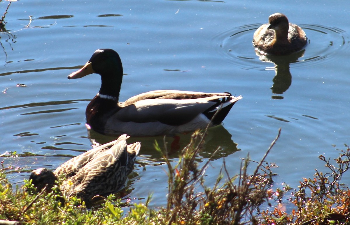 Basahatea - ML646645974