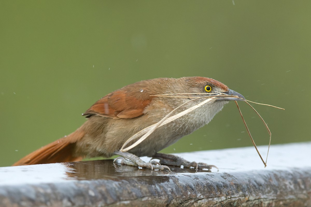 Greater Thornbird - ML646645975