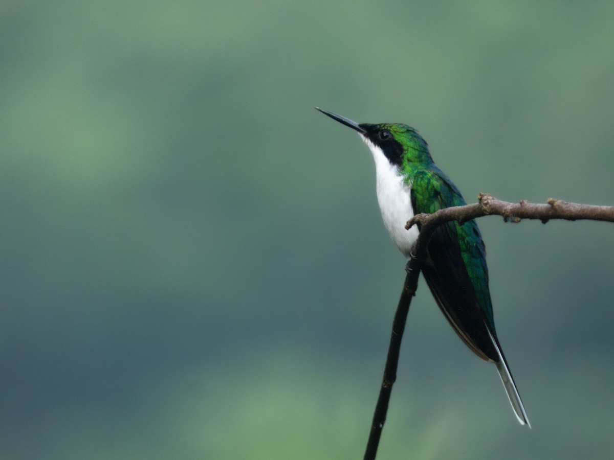 Purple-crowned Fairy - ML646645976