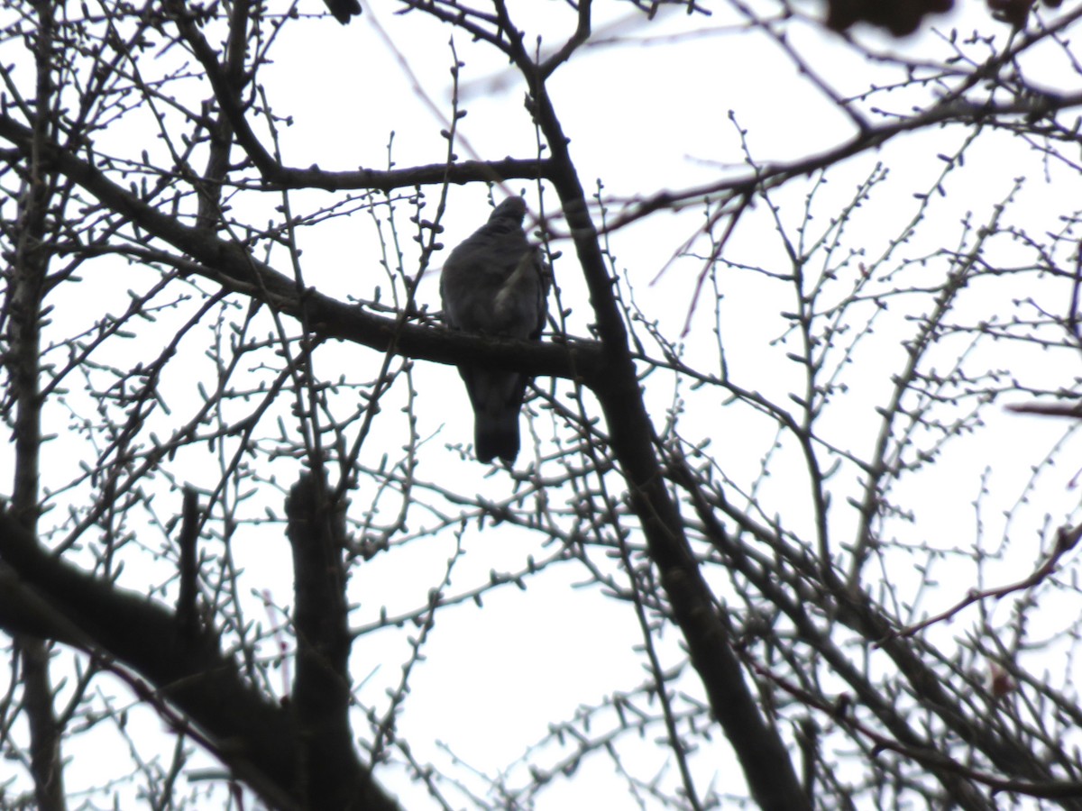 Common Wood-Pigeon - ML646645977