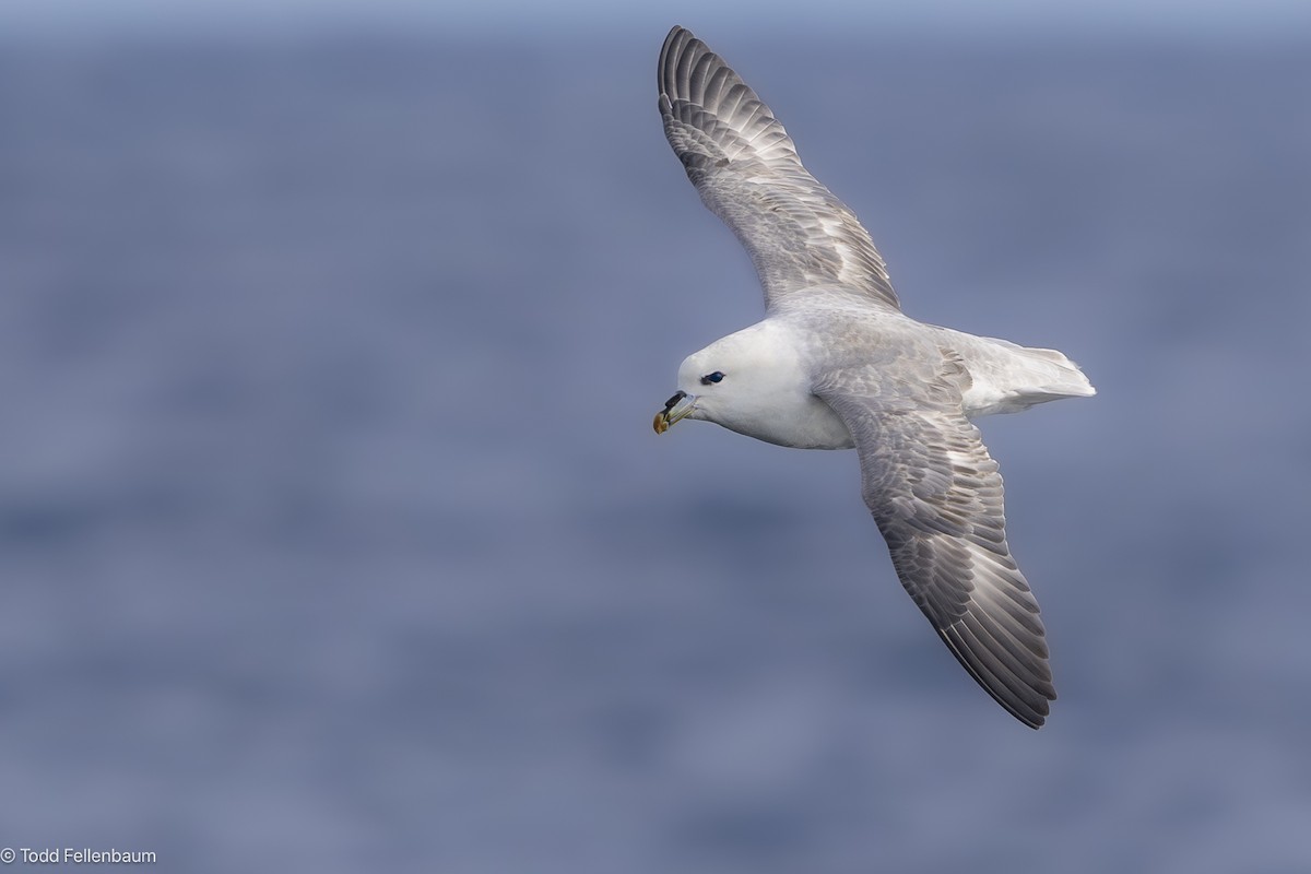 Northern Fulmar - ML646645978