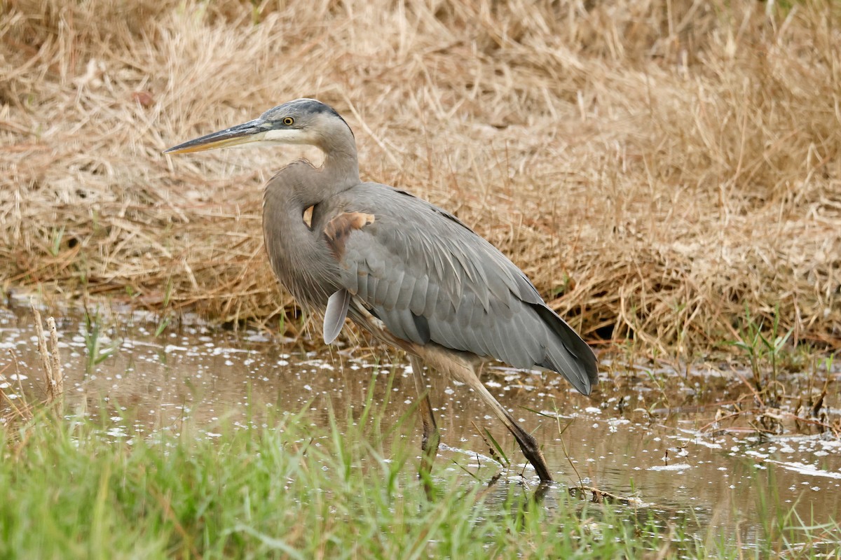 オオアオサギ - ML646645985