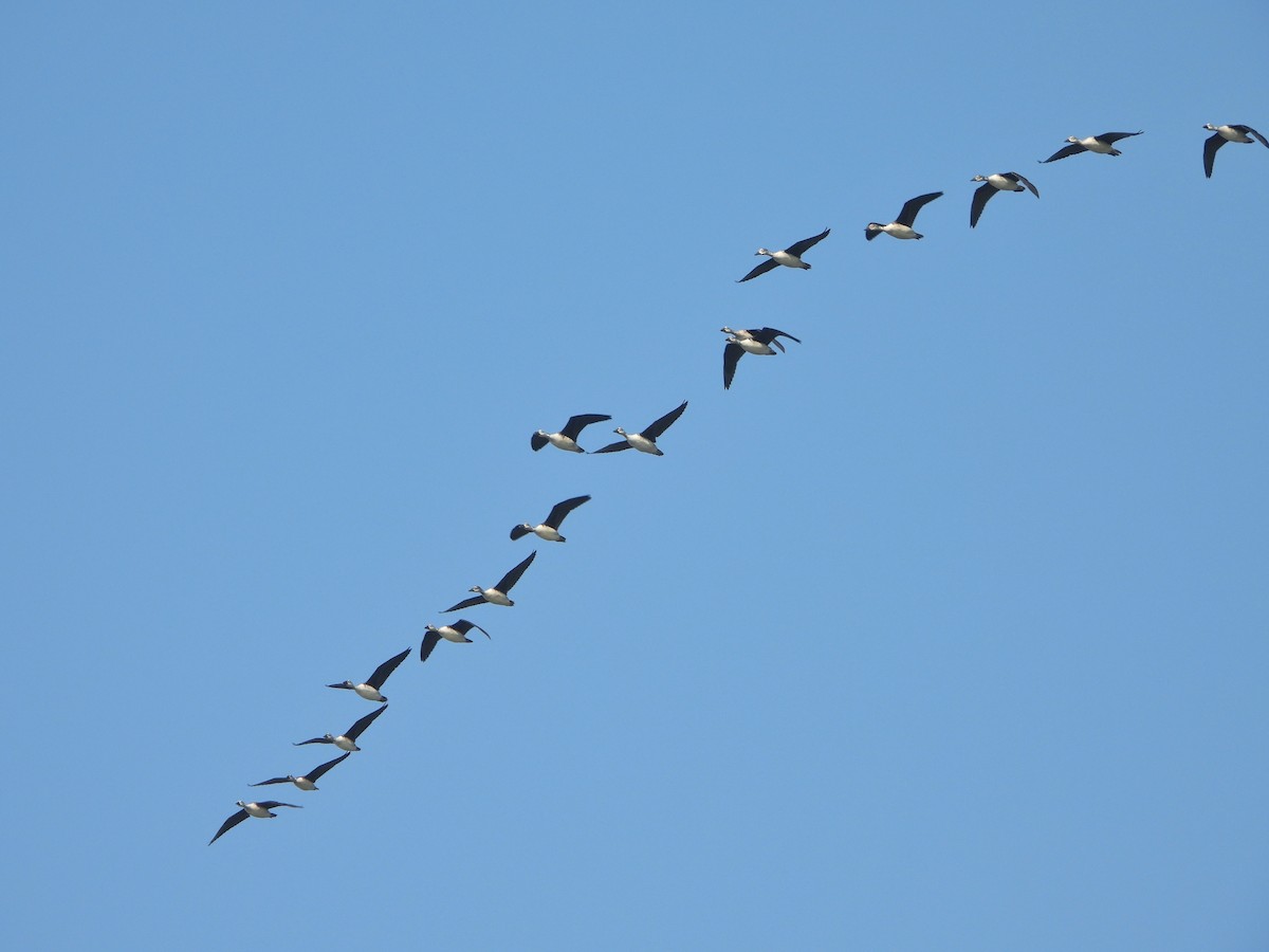 Pato Crestudo Afroasiático - ML646645987