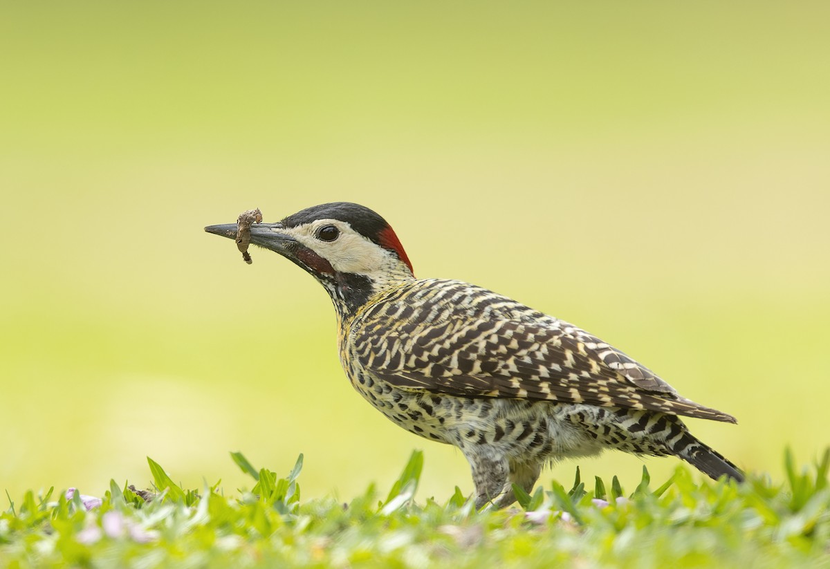 Green-barred Woodpecker - ML646645989