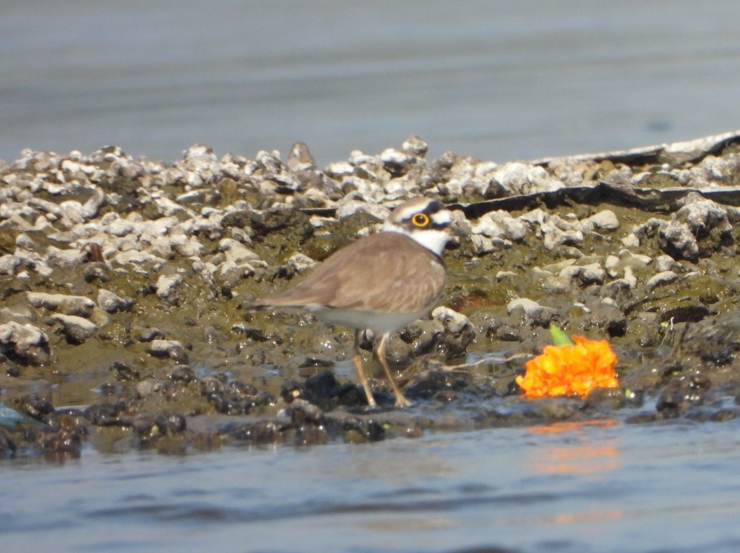 Chorlitejo Chico - ML646645990