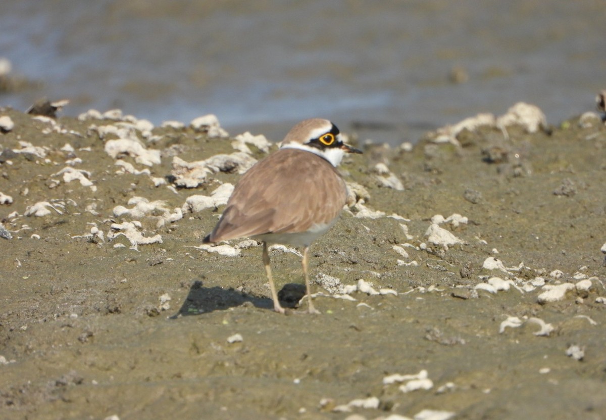 Chorlitejo Chico - ML646645991