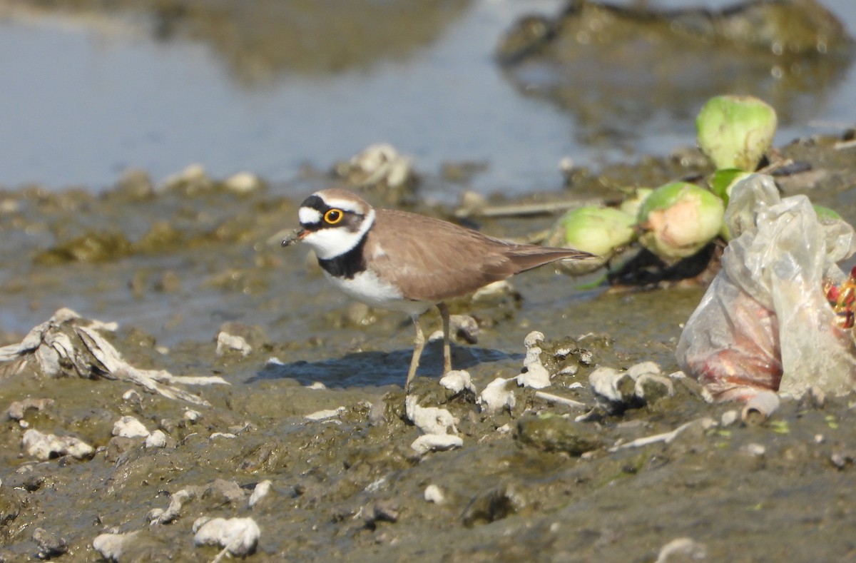 Chorlitejo Chico - ML646645992