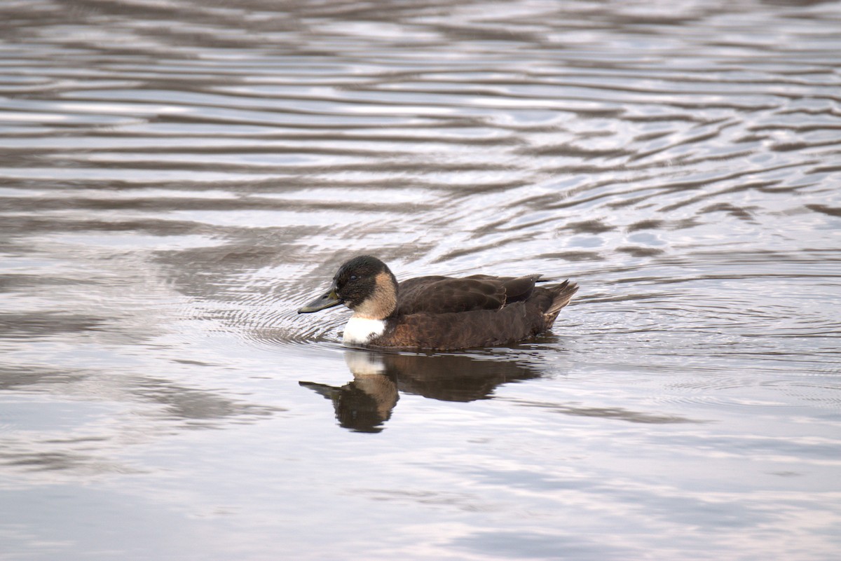 Mallard (Domestic type) - ML646645993
