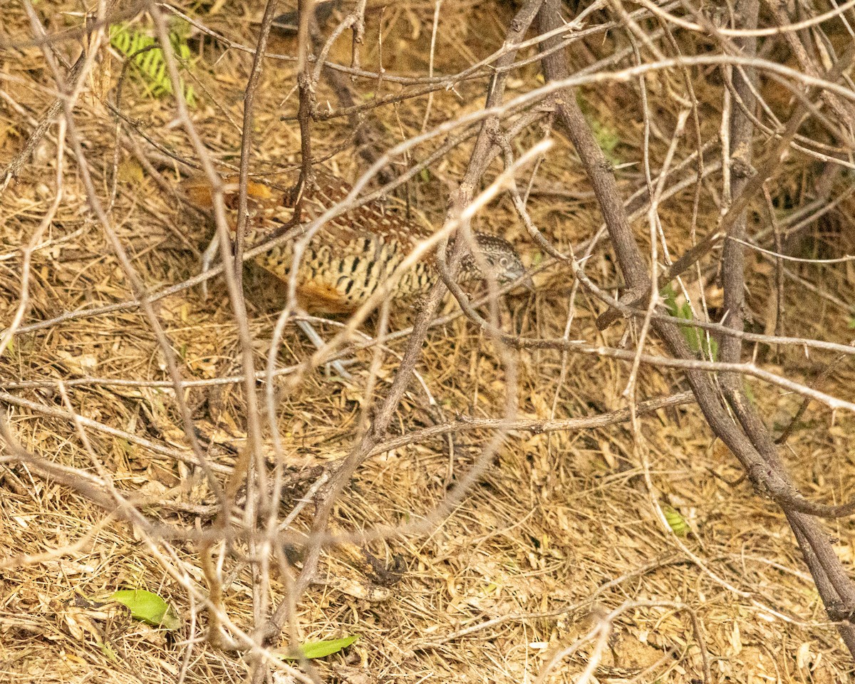 Barred Buttonquail - ML646645994