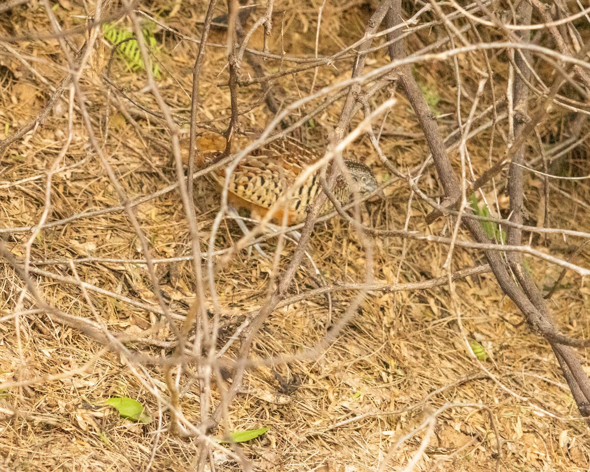 Barred Buttonquail - ML646645995