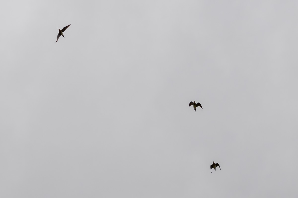 Wilson's Snipe - ML646645996