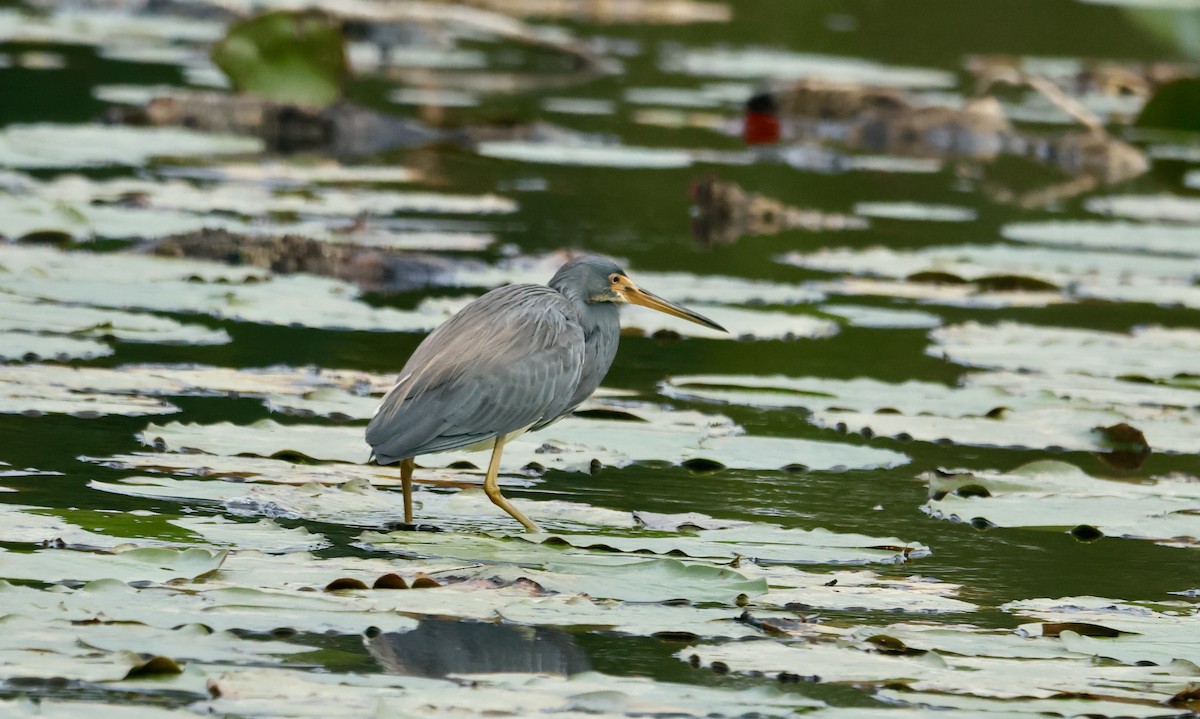 サンショクサギ - ML646645997