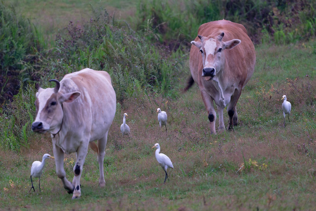 Héron de Coromandel - ML646646000