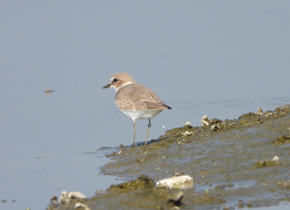 Chorlitejo Patinegro - ML646646001